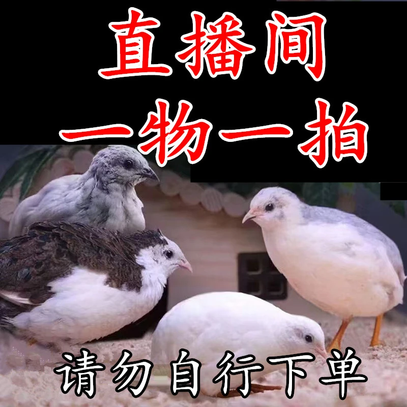 【宠物芦丁鸡】直播间一物一拍，直播间现场看鸡50天以上的小鸡