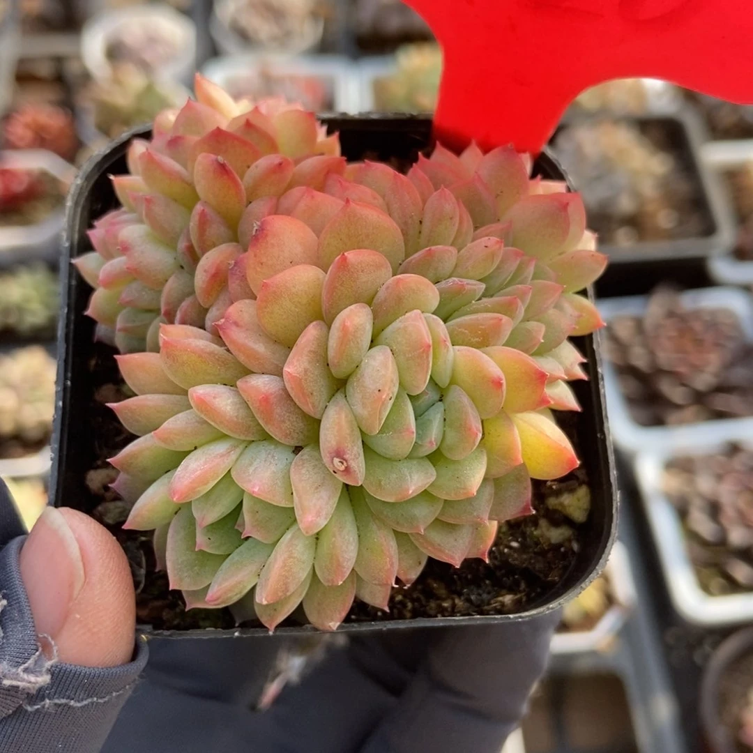 520干冰缀多肉植物保护