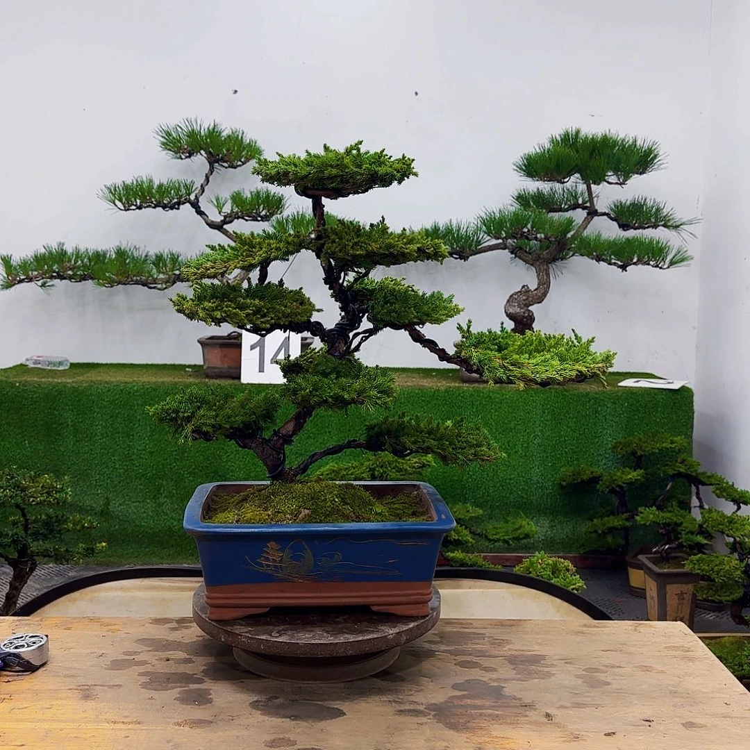 ～****～盆景盆景盆景盆景