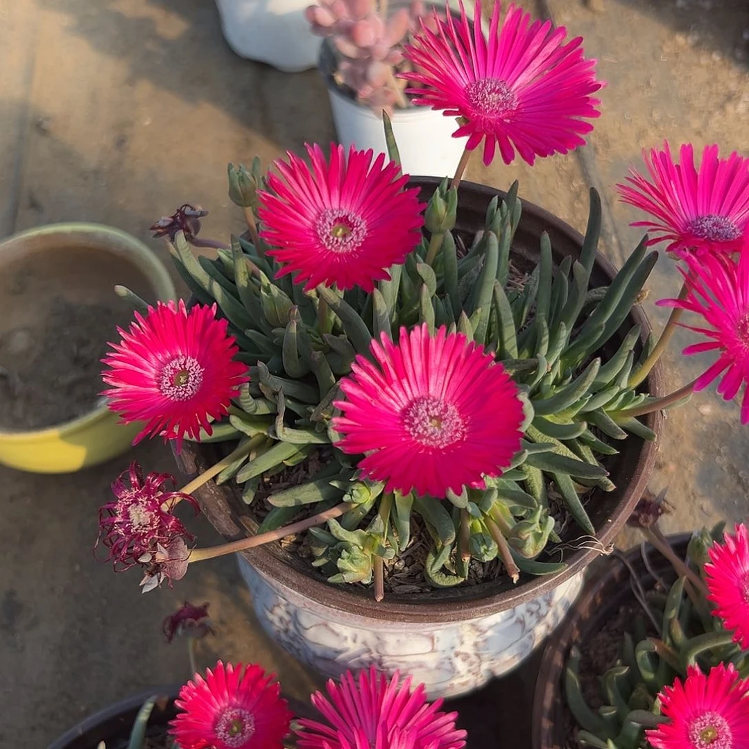 多肉植物红花奔龙