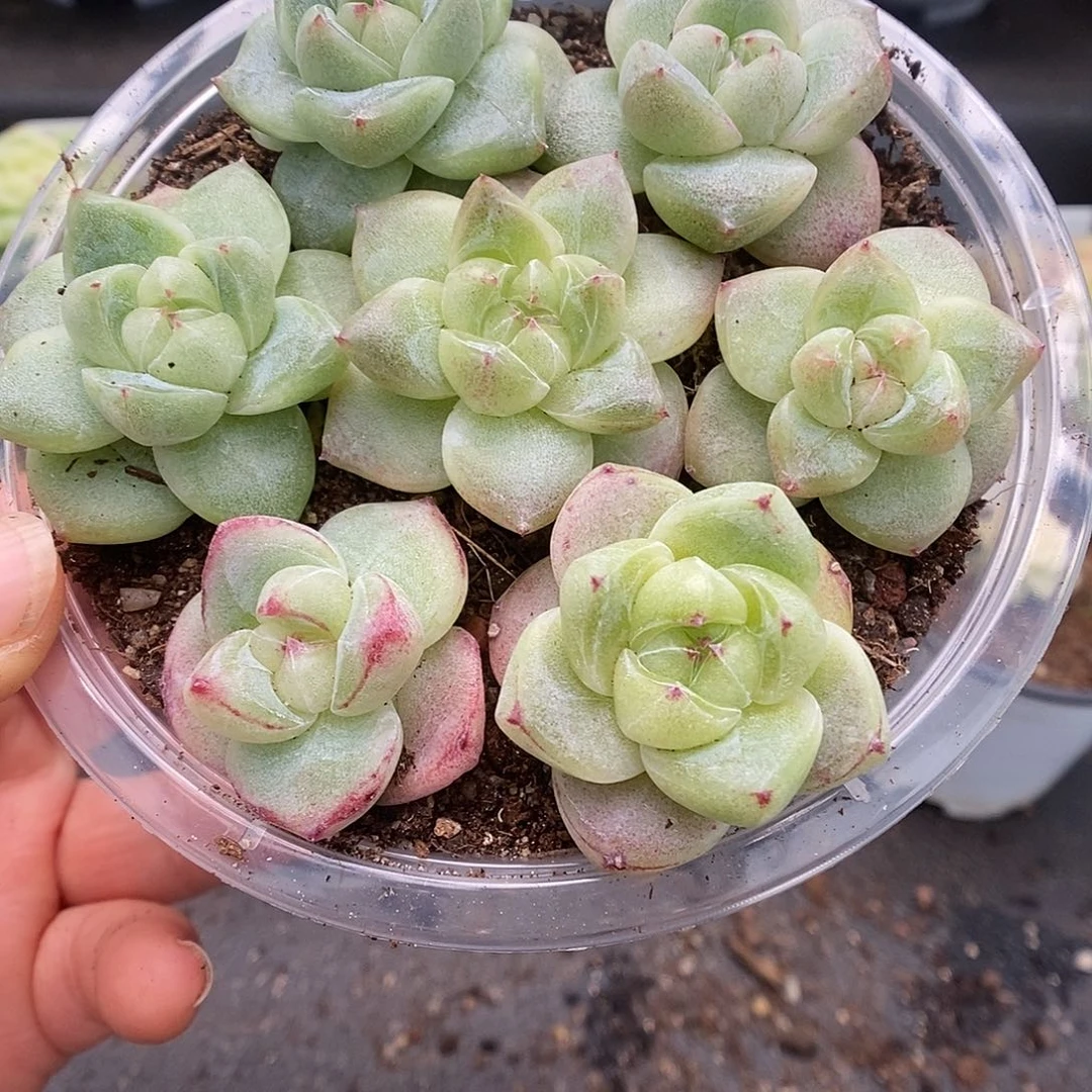 一物一拍一物一拍1021-261