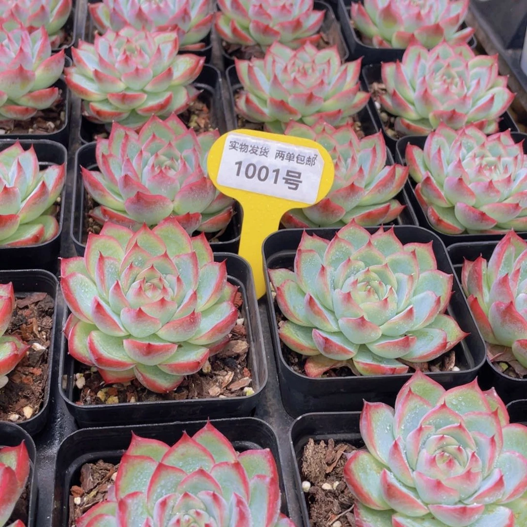 1001号 韩版粉水晶单头一个