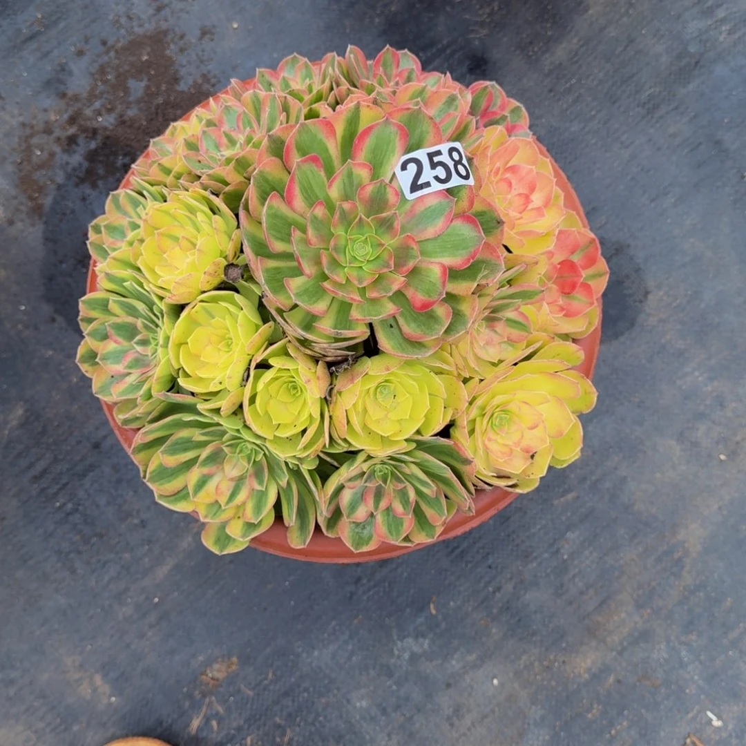 258多肉植物轮回多肉