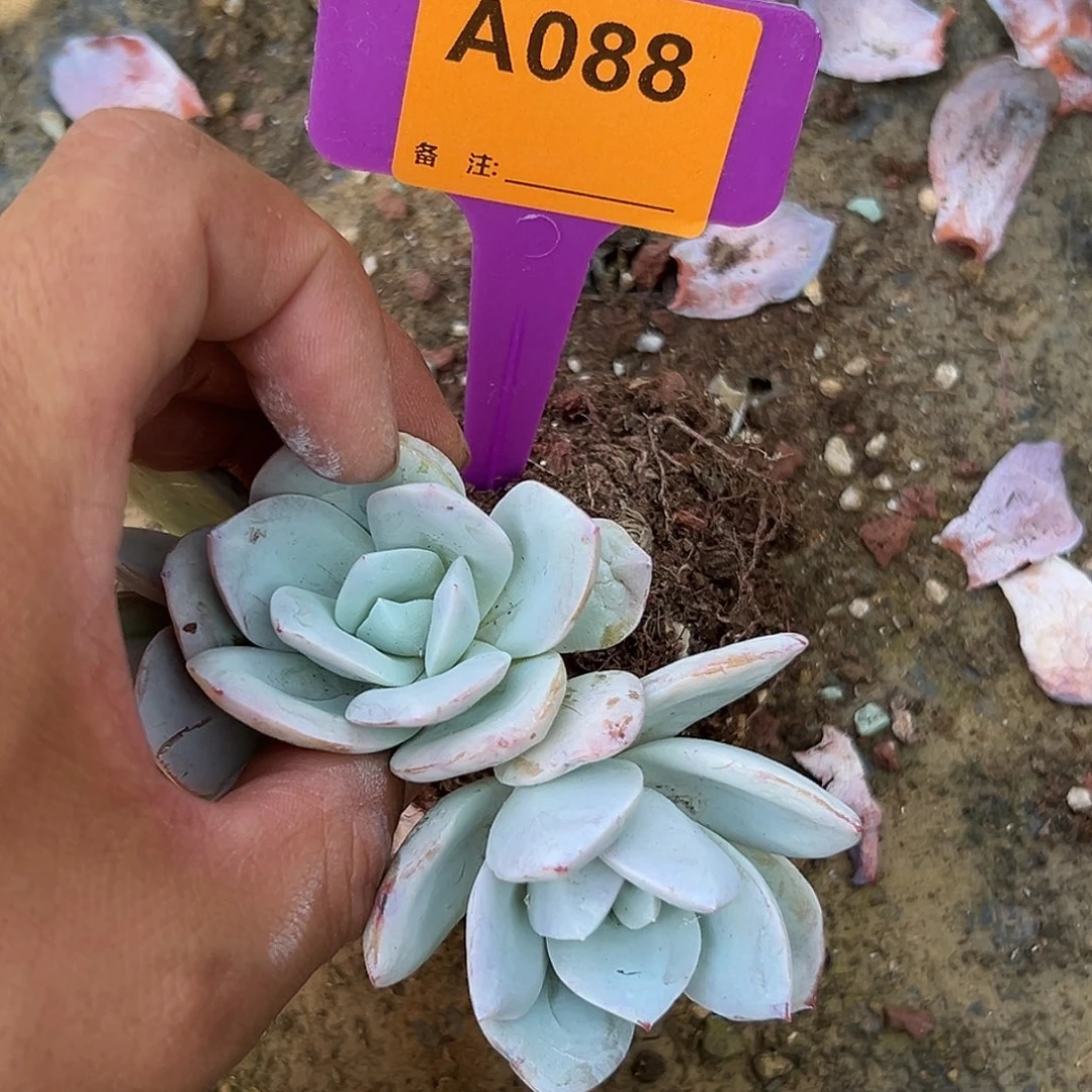冰***蕾多肉植物一物一拍