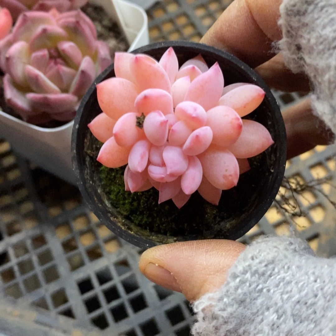 精品多肉一物一拍不包整193