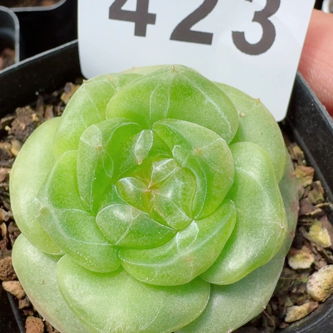 遥遥珍妮            精美多肉植物