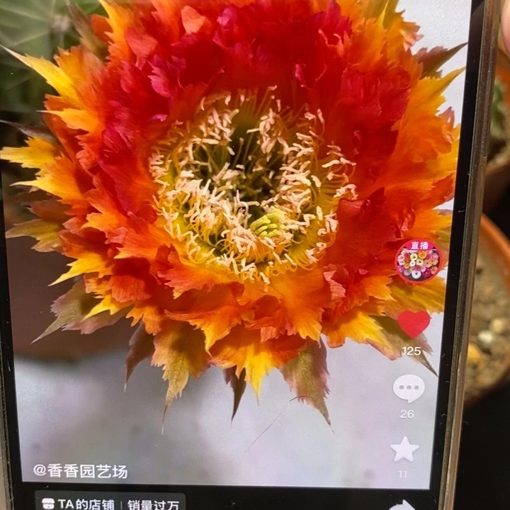 香香橙羽毛侧芽2.5-3公分左右