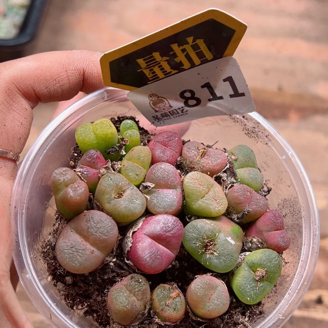 多肉植物多肉植物