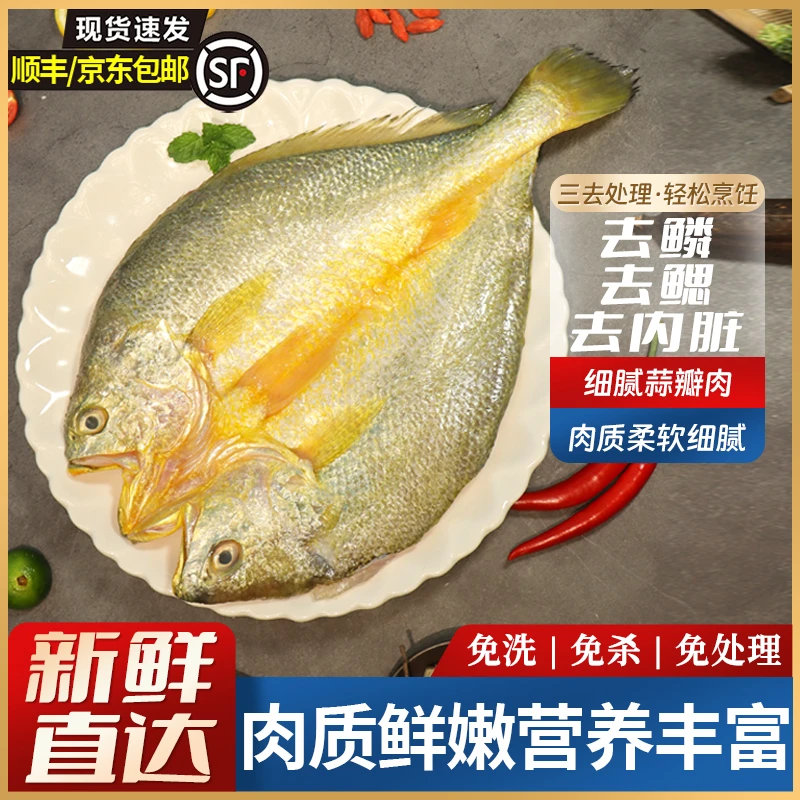 【宁德特产】宁德黄鱼鲞新鲜大黄鱼免处理免杀免洗免处理独立包装
