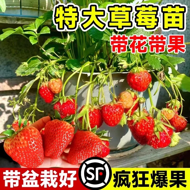 奶油草莓苗盆栽带花带果带土种籽子红颜四季结果阳台种植新苗苗秧