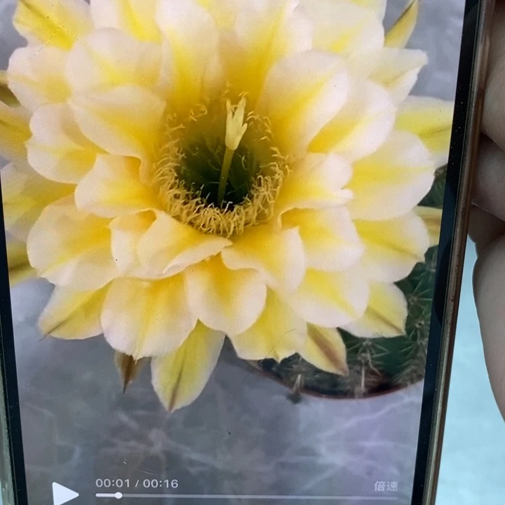 彩草浓香29号黄白8公分左右