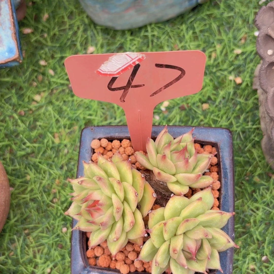 狮***娜我的小可爱们都好可爱