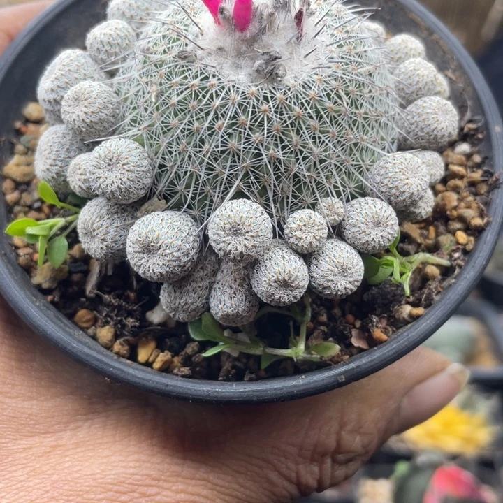 群生乌月丸带盆发货