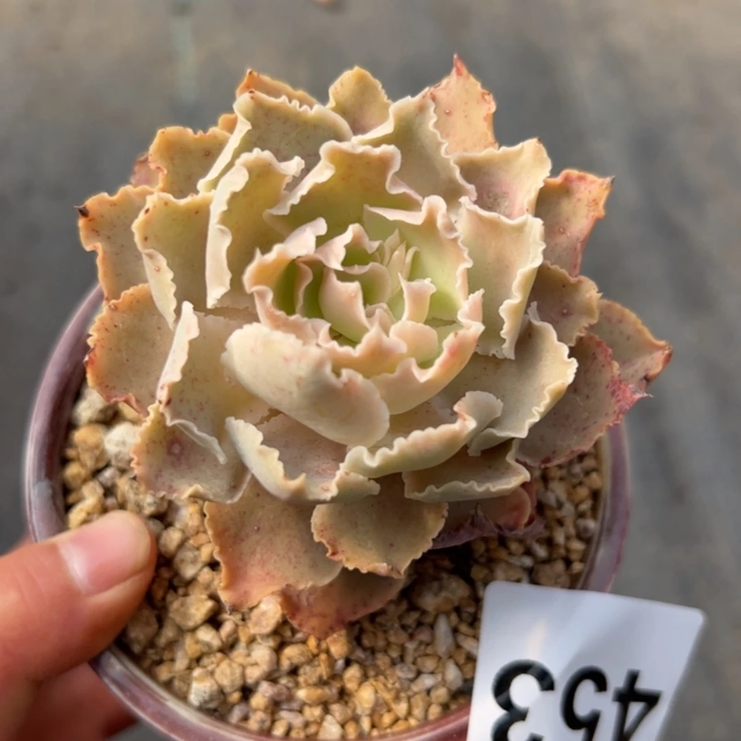 小*嗝453 多肉植物组合