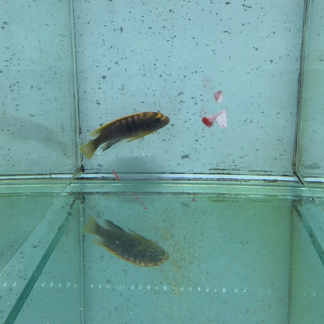 慈鲷673超级红鸡。