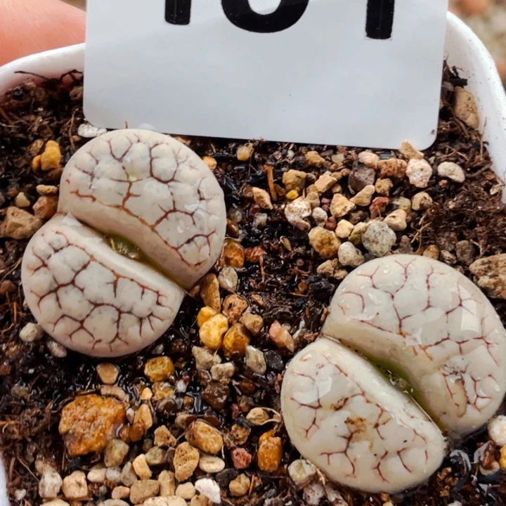 451荒玉母本带盆llll