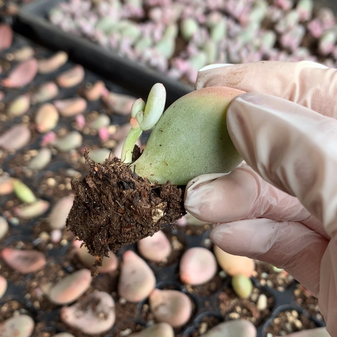 大叶奶酪多肉大叶奶