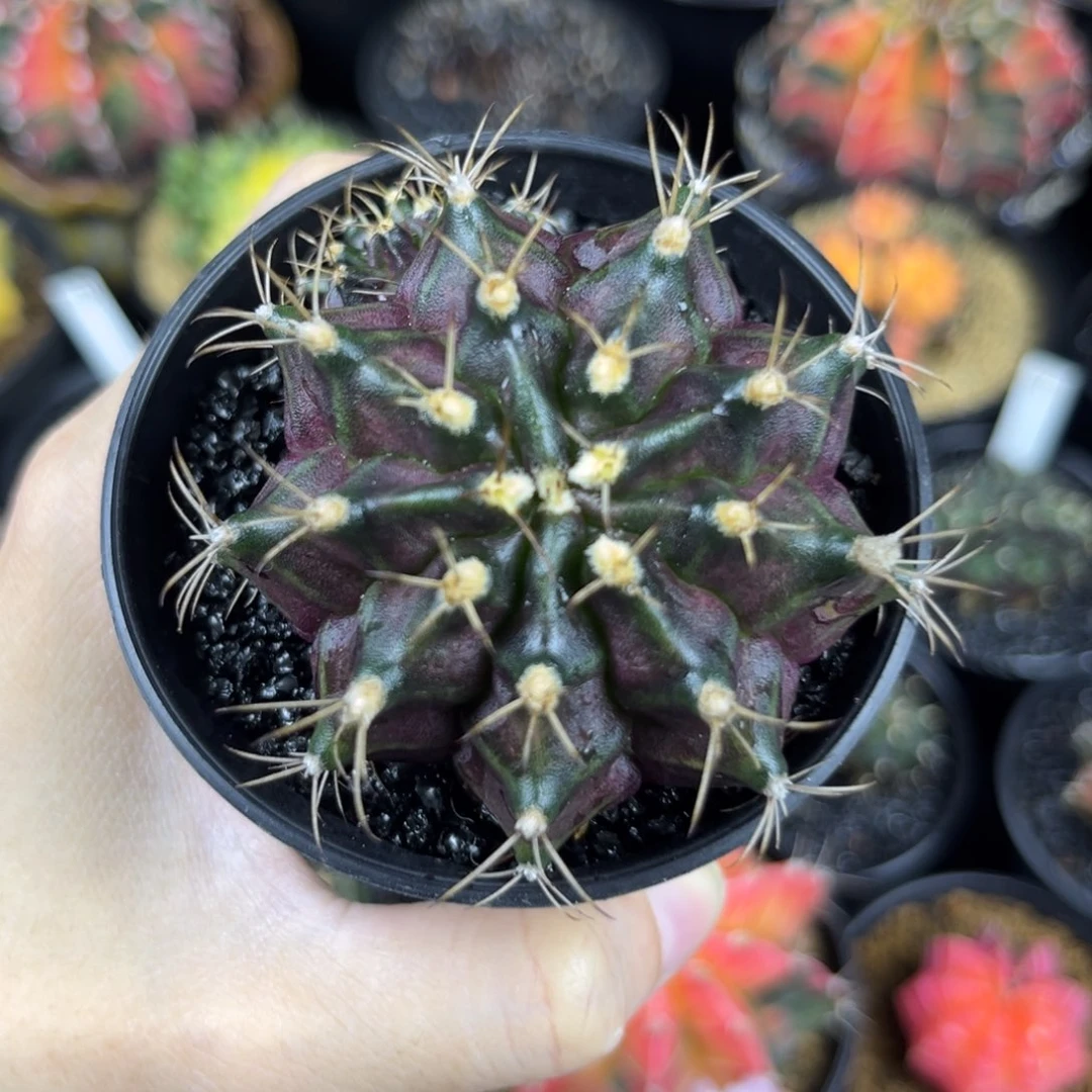 紫海神仙人球实生