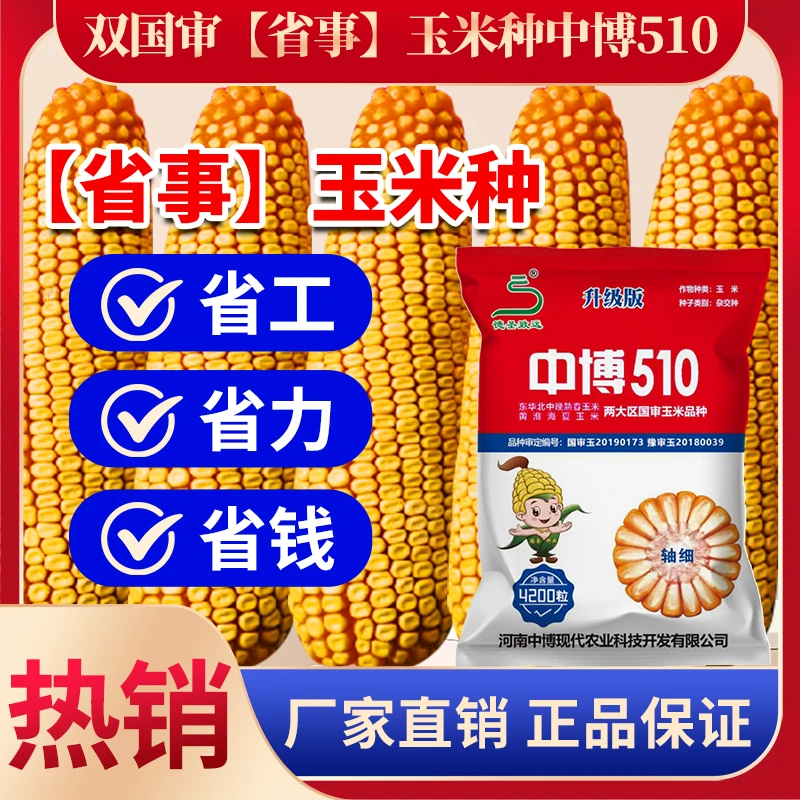 【大马牙、省事中博510】双国审玉米种子 授粉好棒子大 高产玉米种