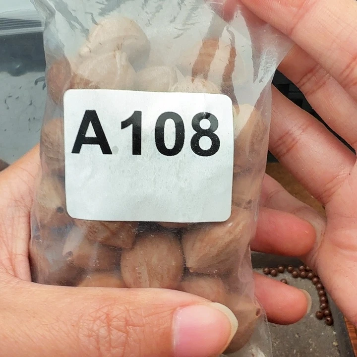 心***成手串/手链橄榄核橄榄