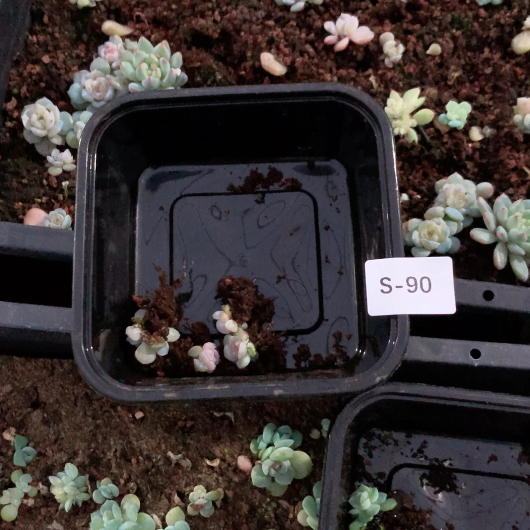 张***四无花朵S90一英语真题