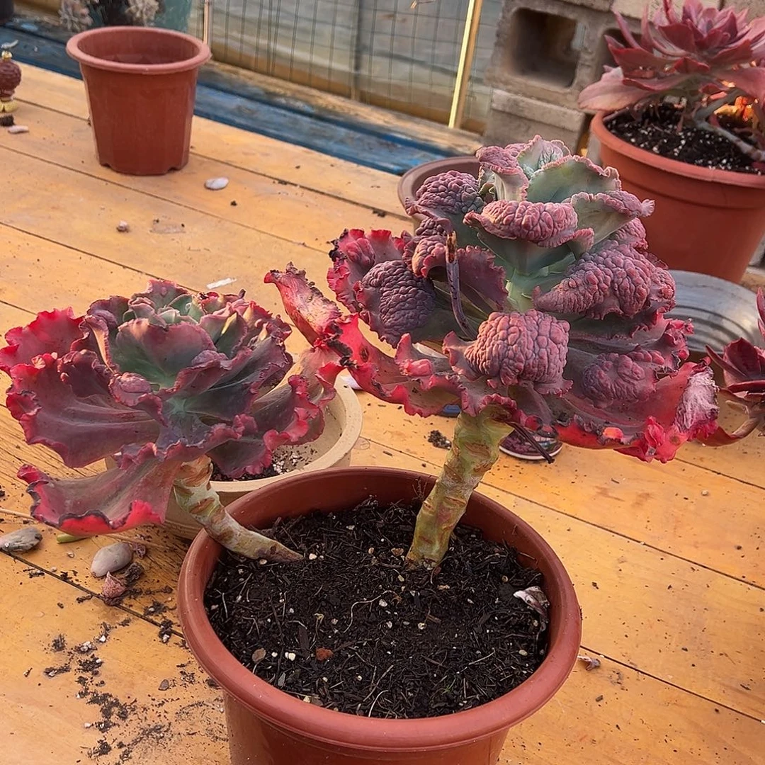 嘉年华裸根发货。