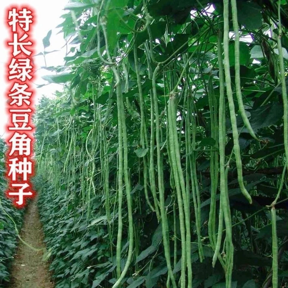 压塌架长豆角种子绿条长豇豆籽种四季豆种籽特长四季播蔬菜种孑