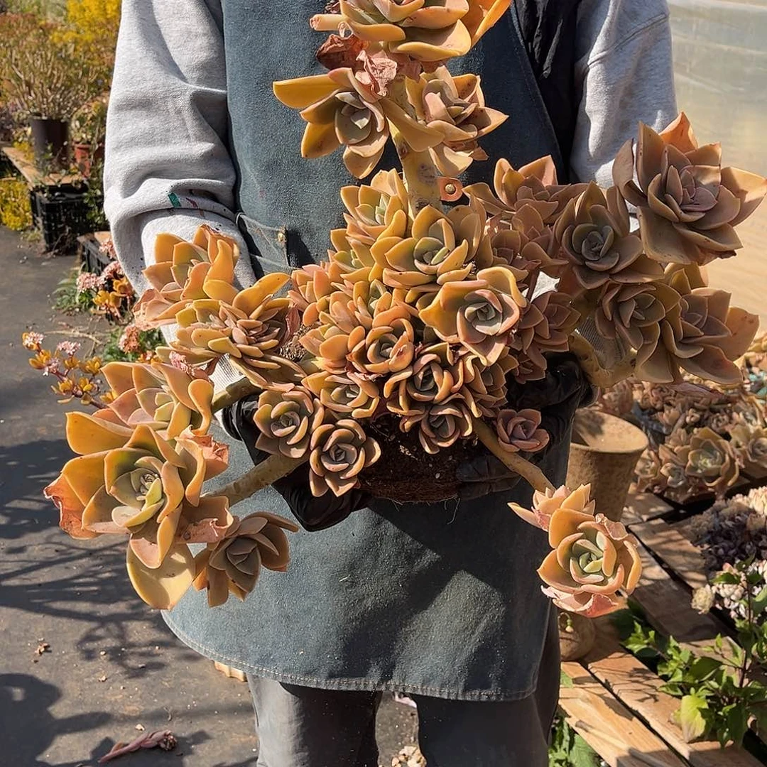 爱****多肉植物大赫氏45