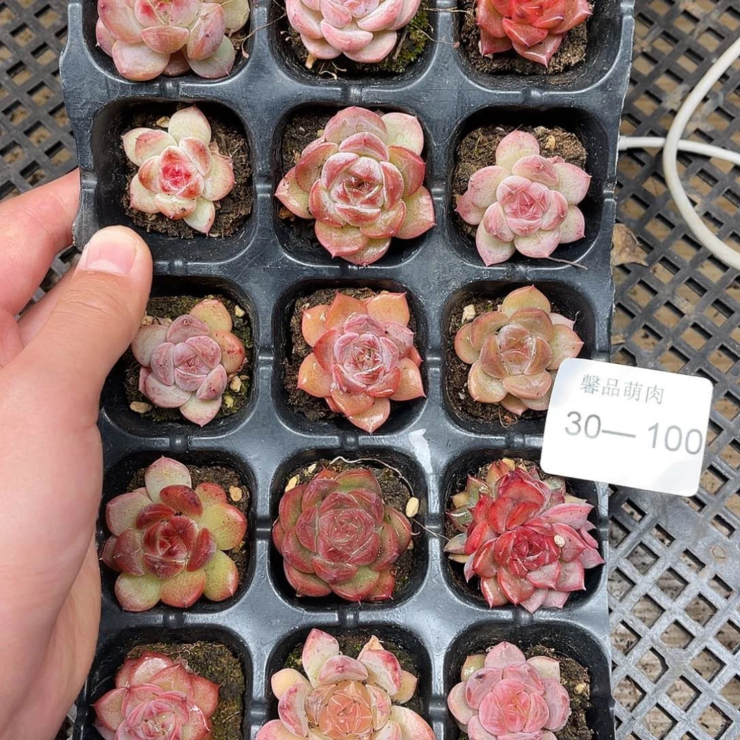 多肉一物一拍30-100