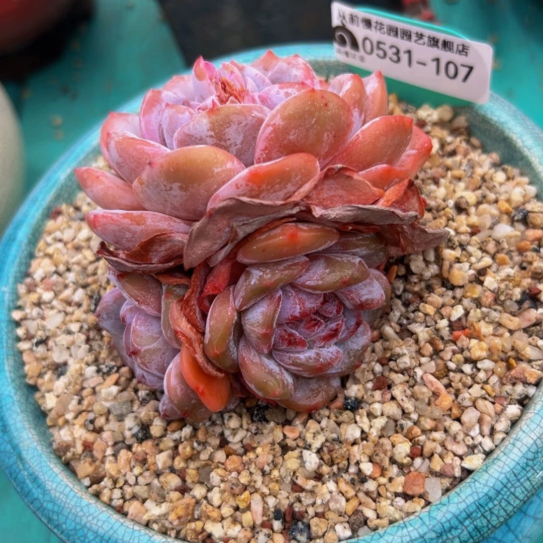 多肉一物一拍0531-107