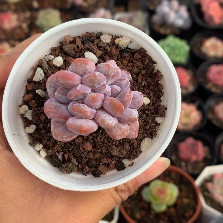 精控粉兔缀化多肉