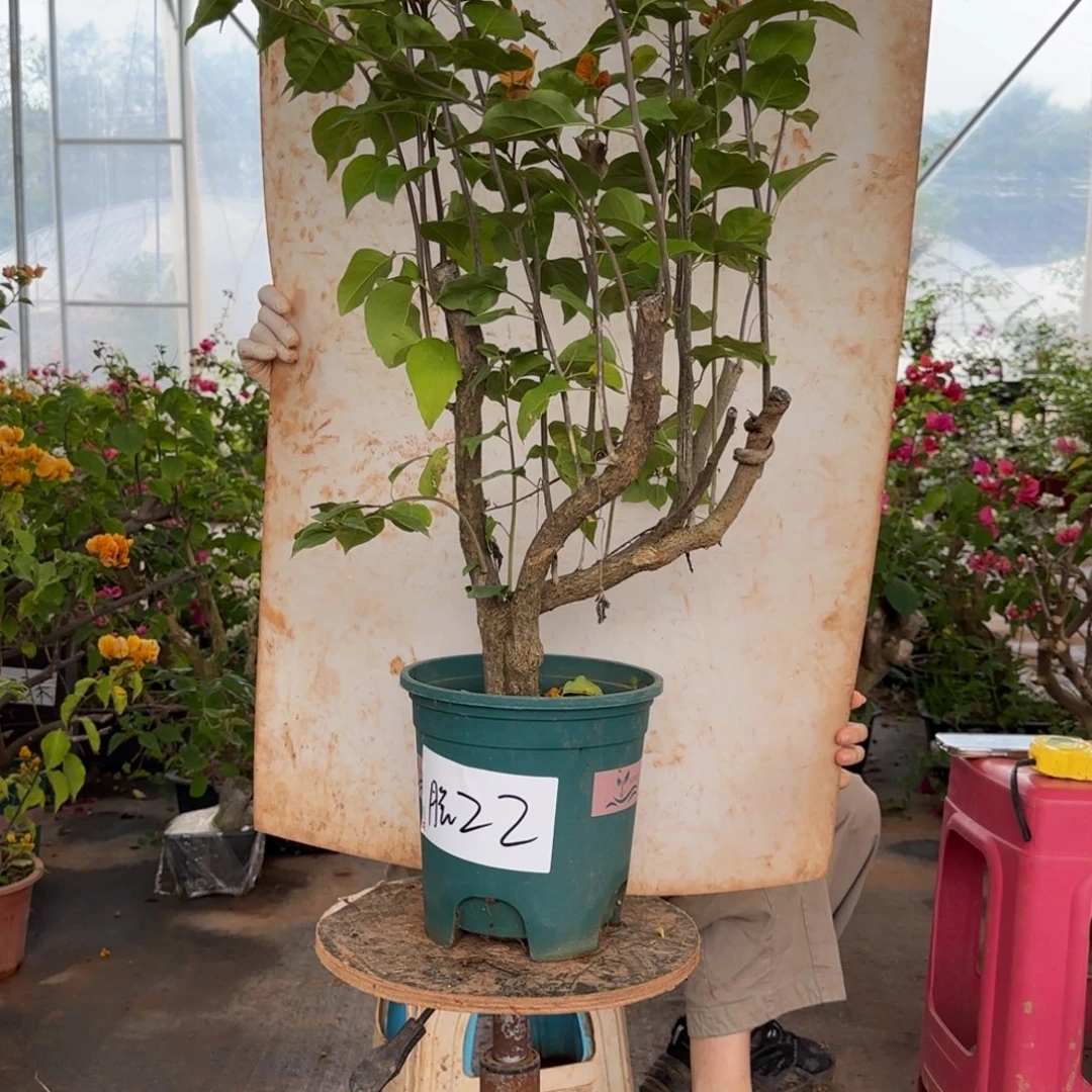 大部分花苞少量开放柠檬黄 22 脱
