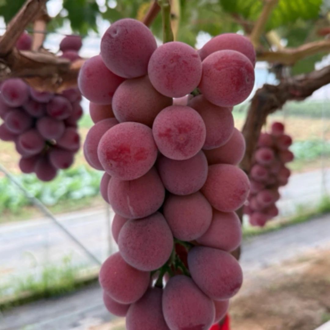 大连妮娜皇后葡萄二级果新鲜现摘肉厚多汁应季水果