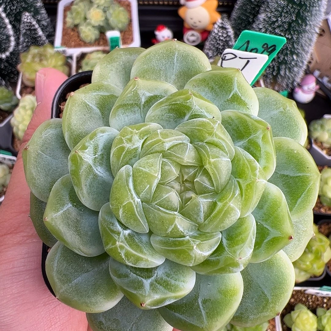 A099,大单头泼天财富，多肉，6.5厘米满盆