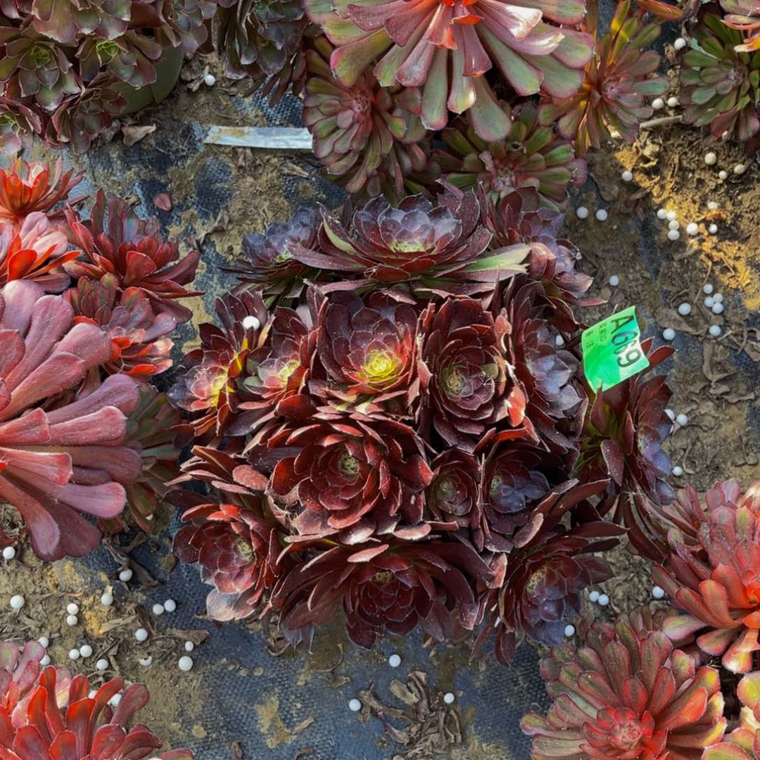 黑寡妇法师朵朵1-34