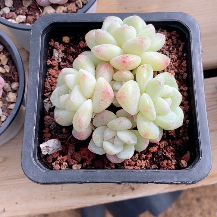 墨**筝冰玉 韩货精品666