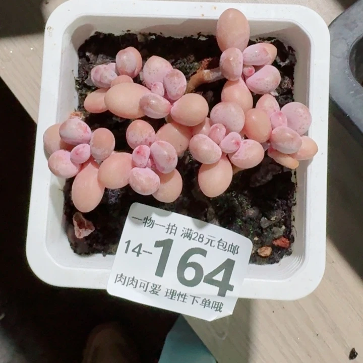 桃蛋无盆土发货多