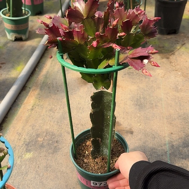 ༺***、大部分开放少量花苞972嫁接085