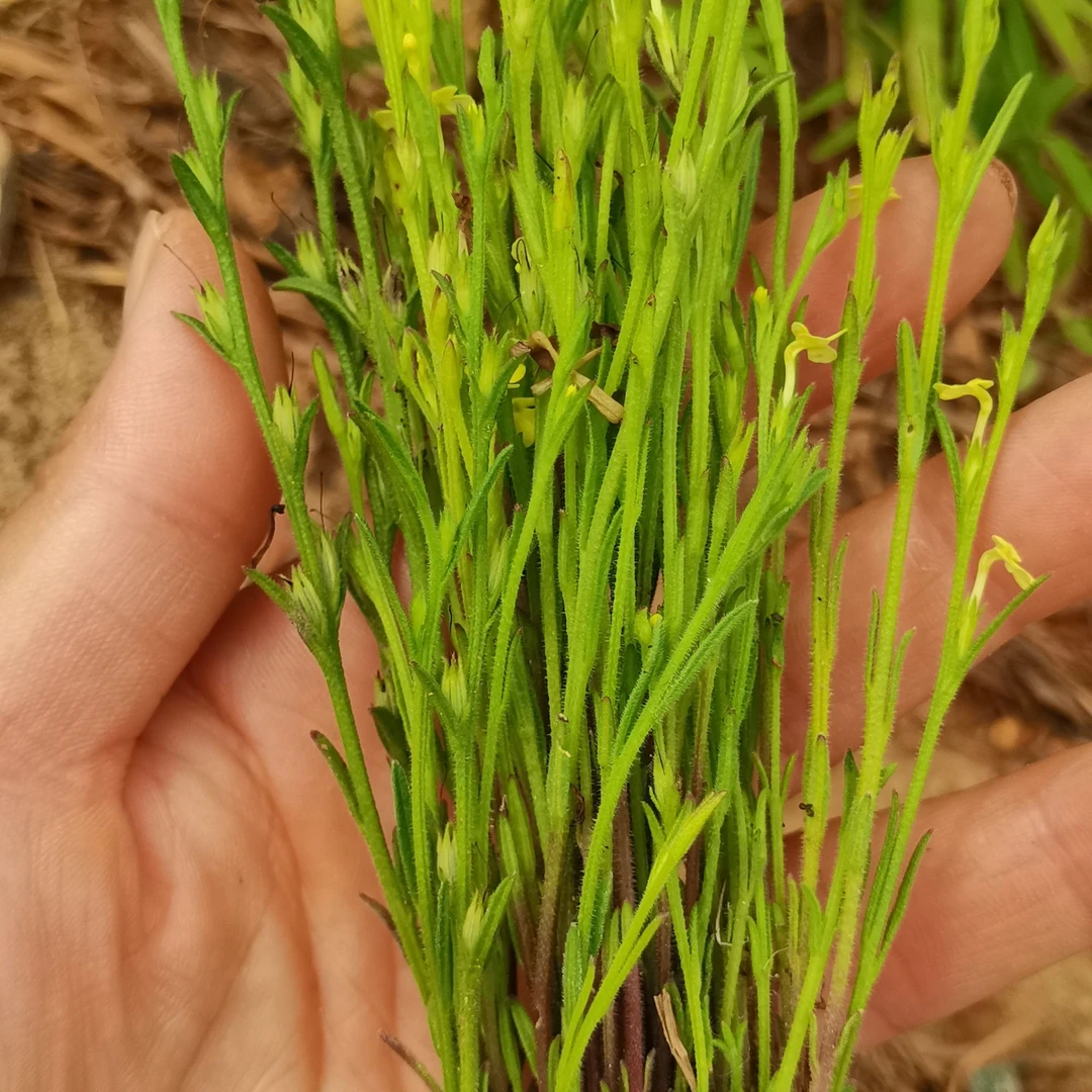 江西野生正宗新鲜独脚金疳积草 新鲜50克可分10次煲不做售后