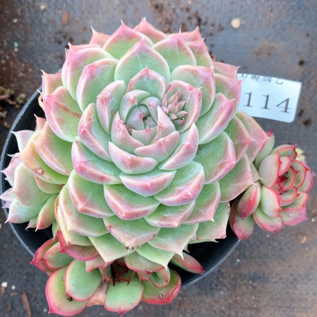 茉**香2114两颗不售后杂交多肉