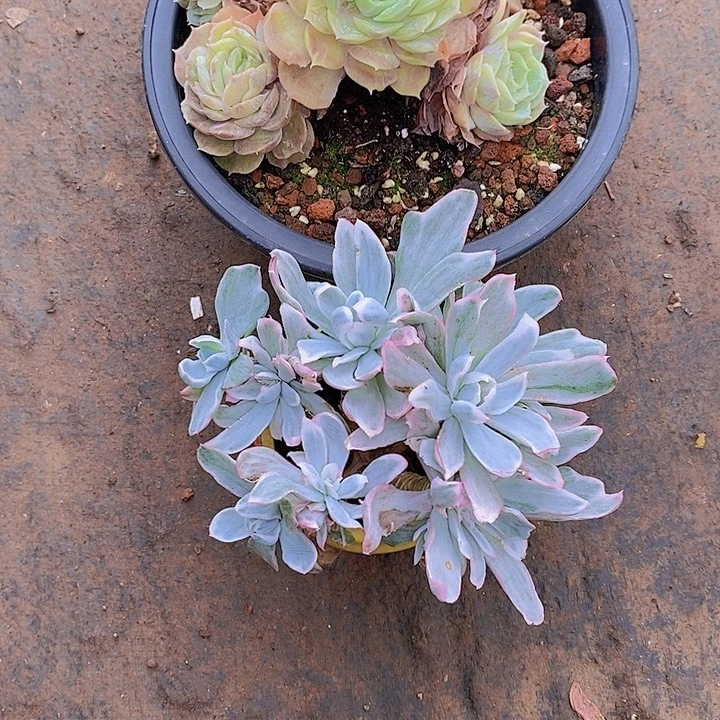 时***年昂石化，锦多肉植物老桩大