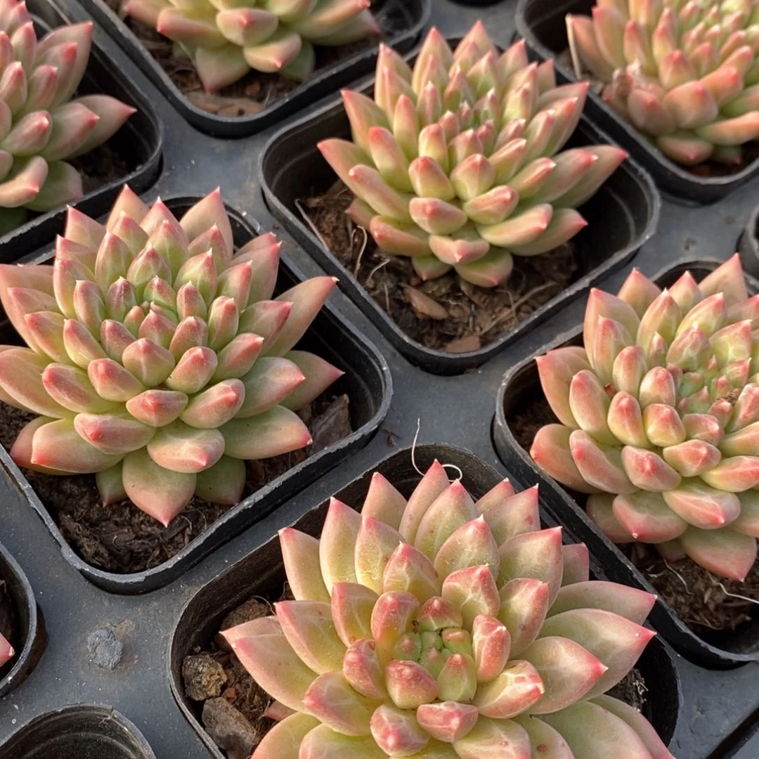 70甲骨文 单头 福利多多