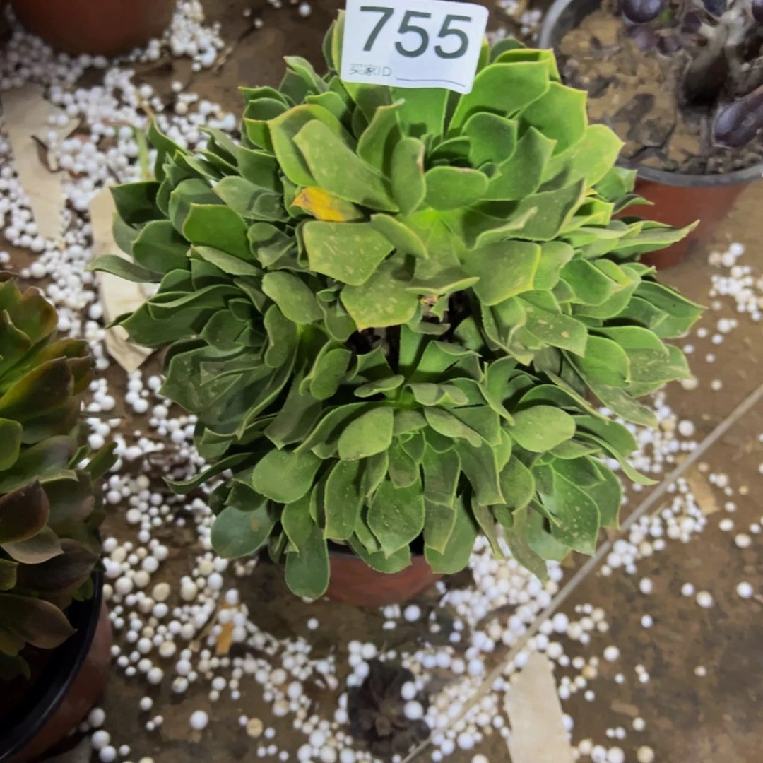 755香富多肉植物