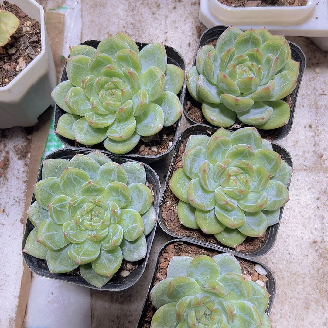 雪花珍妮19包邮多肉