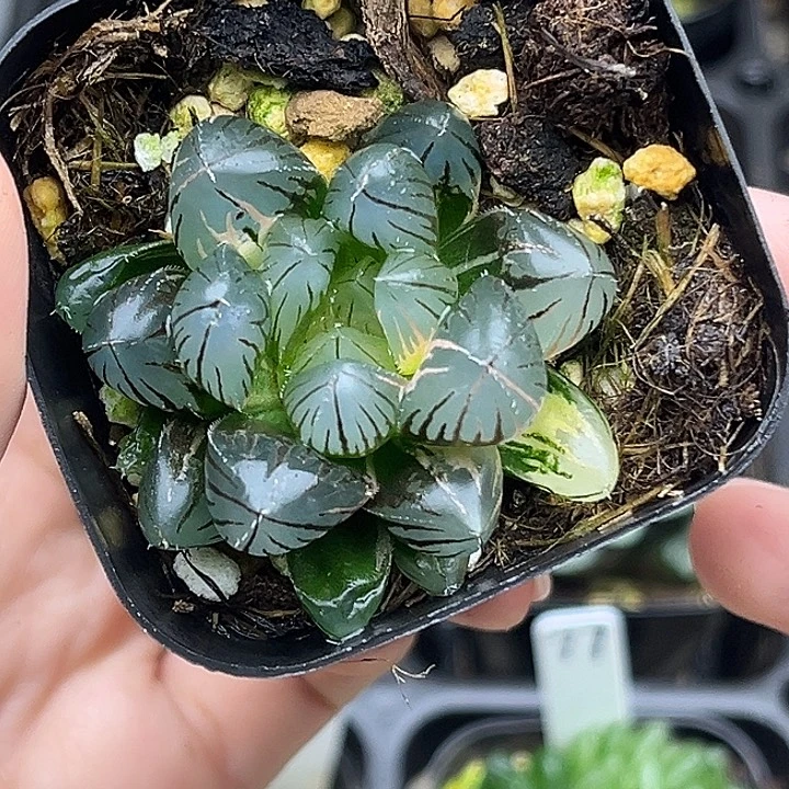 79龙爪玉露锦发发发发发发