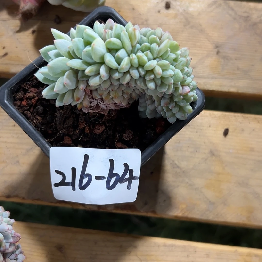 豆*216-64星星橙缀化多肉寄养