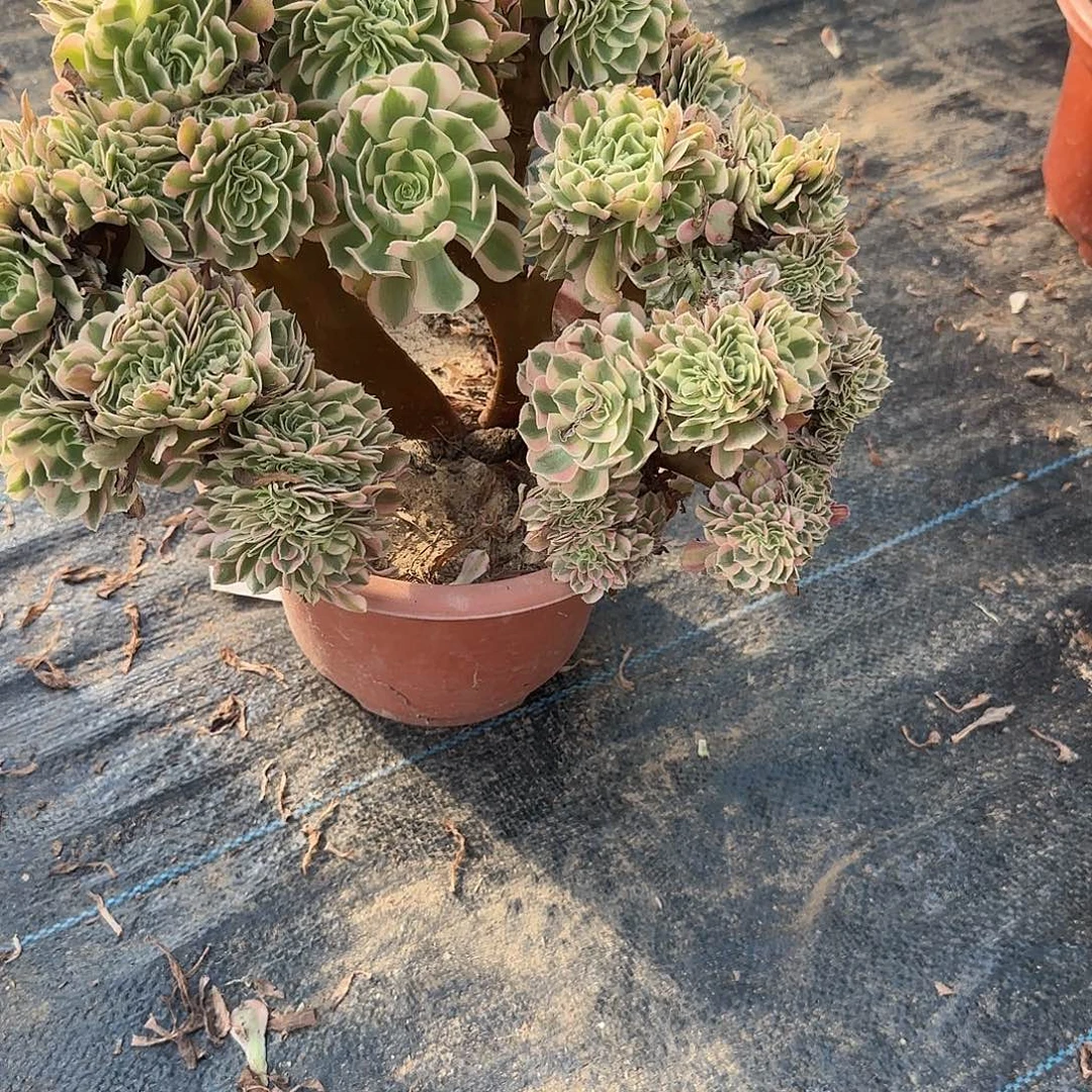 夜***香无花朵嗯偶遇了嗯的