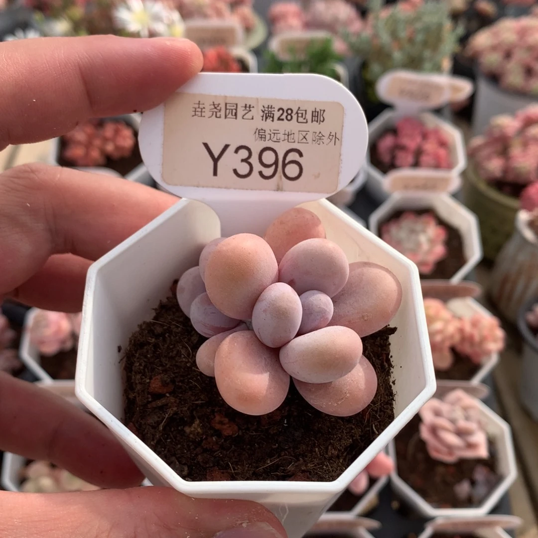 0396奶酪4.5厘米