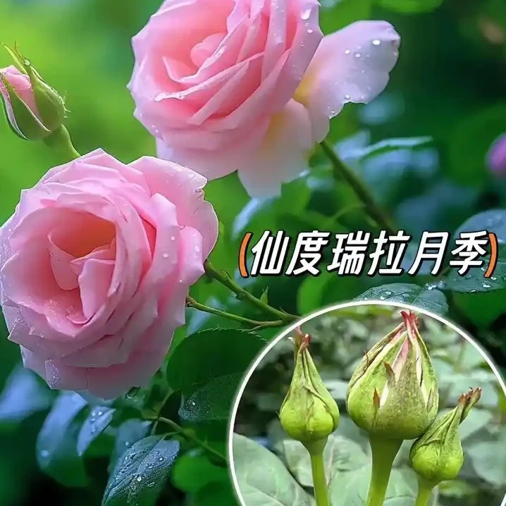 （粉梦幻）新手易养多季节开花爆花盆栽月季适合阳台庭院种植