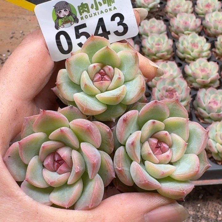 当前无花朵，栽培后可花朵多肉植物多肉植物